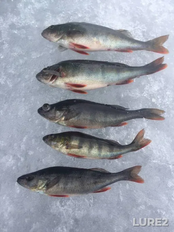 Perch — Respublika Kareliya, Prionezhskiy rayon, Mar 20, 2019