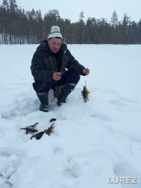 Perch — Virazlampi, Mar 22, 2019