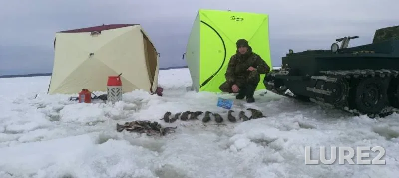 Burbot — Respublika Kareliya, Pryazhinskiy rayon, Mar 22, 2019