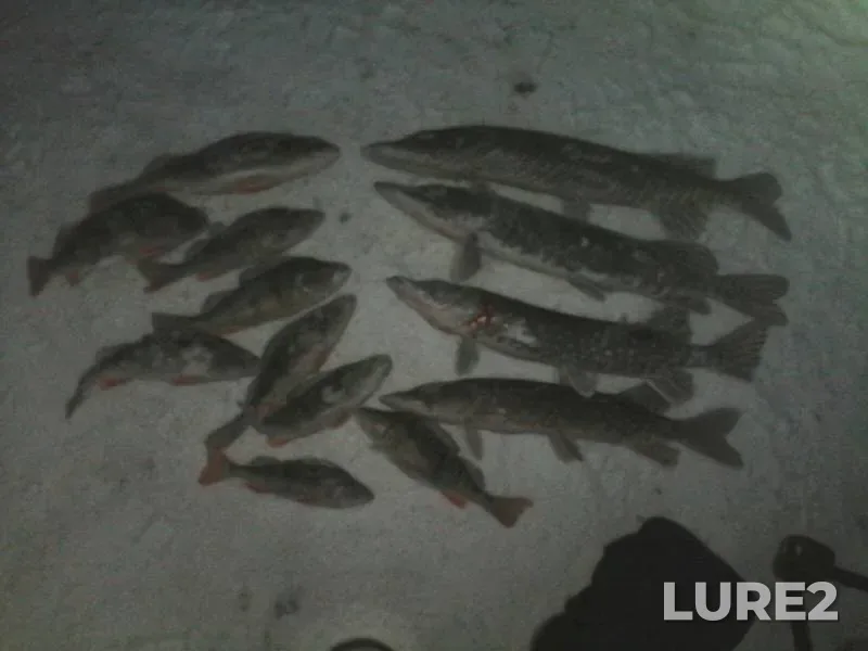 Perch, Pike — Leningradskaya oblast, Volkhovskiy rayon, Jan 09, 2016