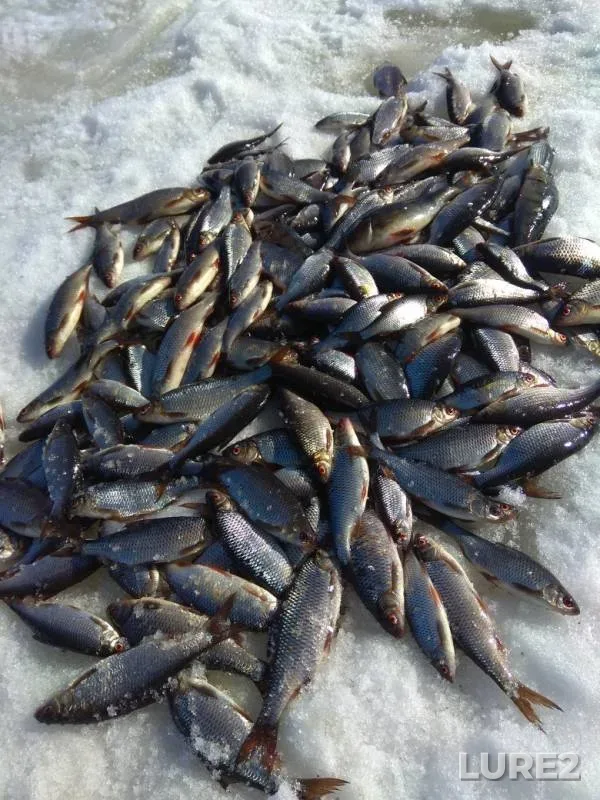 Roach — Vozhema, Mar 31, 2019