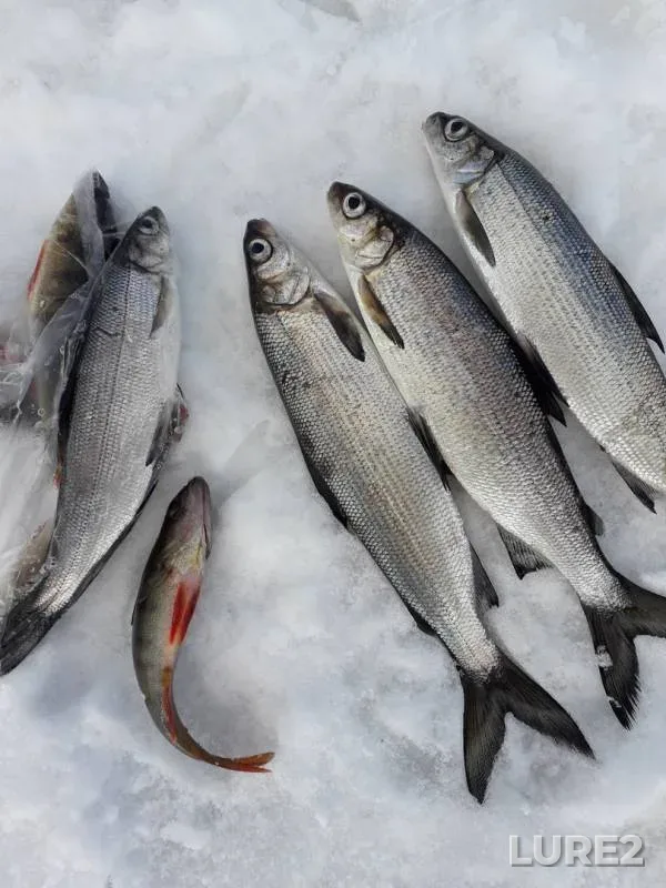 Perch — Varatskoye, Apr 05, 2019