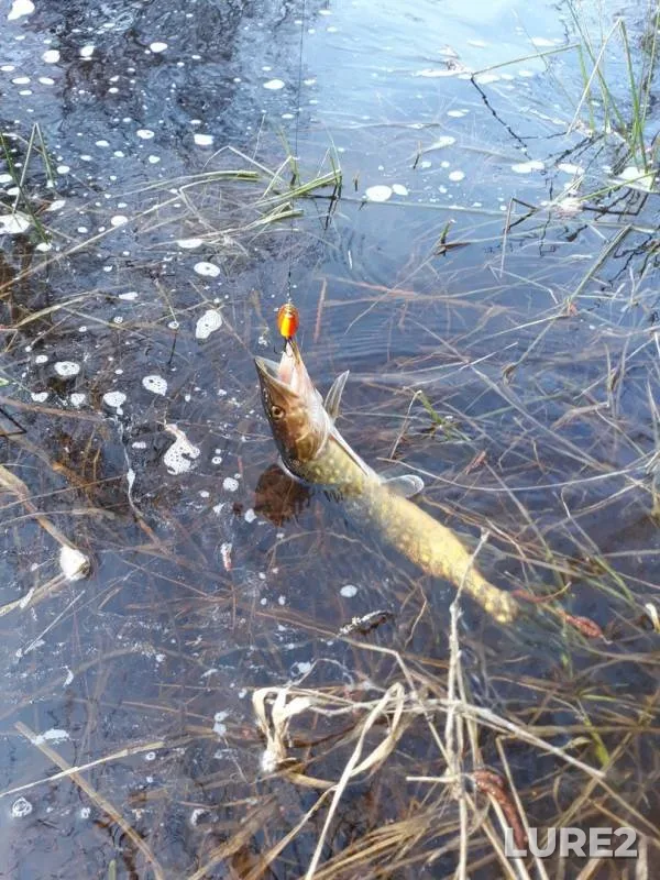 Pike — Bolos Ruchey, May 02, 2019