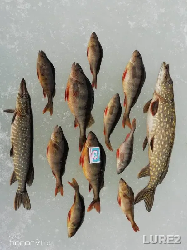 Perch, Pike — Tulozero, Apr 14, 2019