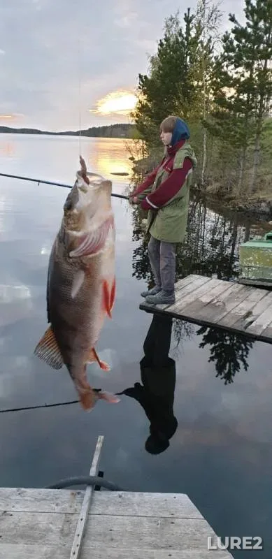 Perch — Vygozero, May 19, 2019