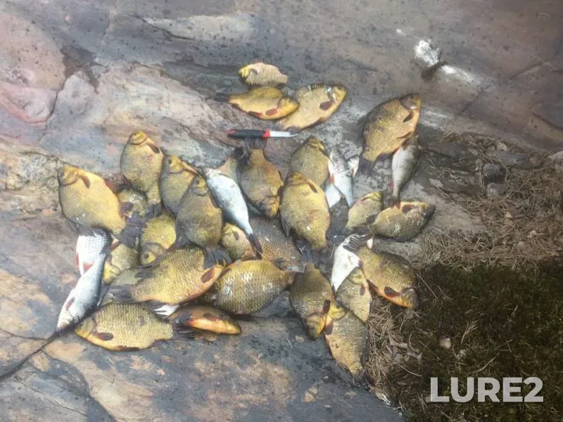 Crucian carp, Roach — Respublika Kareliya, Pitkyarantskiy munitsipalnyy okrug, May 21, 2019