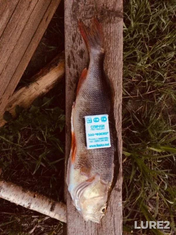 Perch — Megrega, May 21, 2019