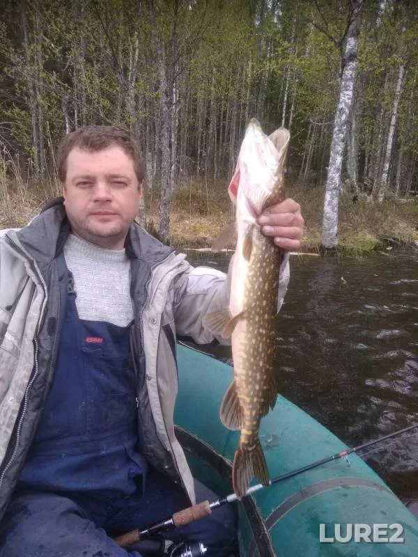 Perch, Pike — Respublika Kareliya, Kondopozhskiy rayon, May 25, 2019
