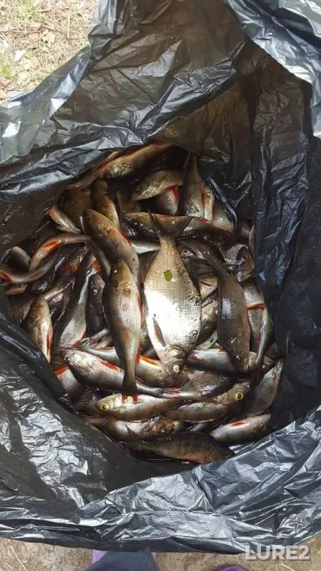 Bream, Perch — Laypa, Jun 02, 2019