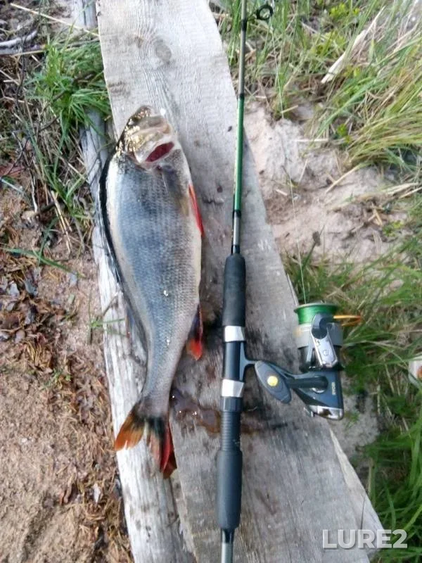 Perch — Kolongozero, Jun 12, 2019
