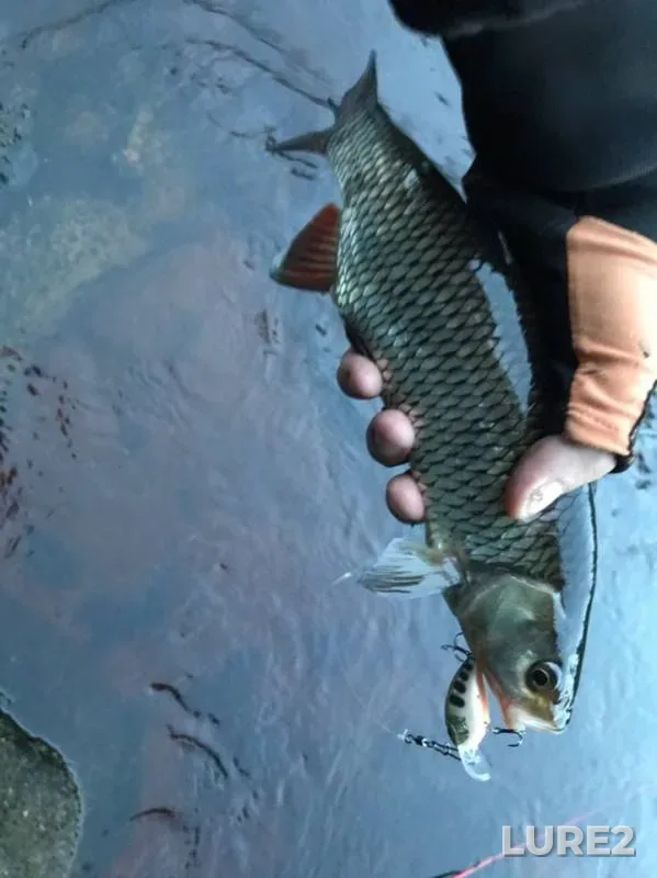 Chub — Olonka, Jun 17, 2019