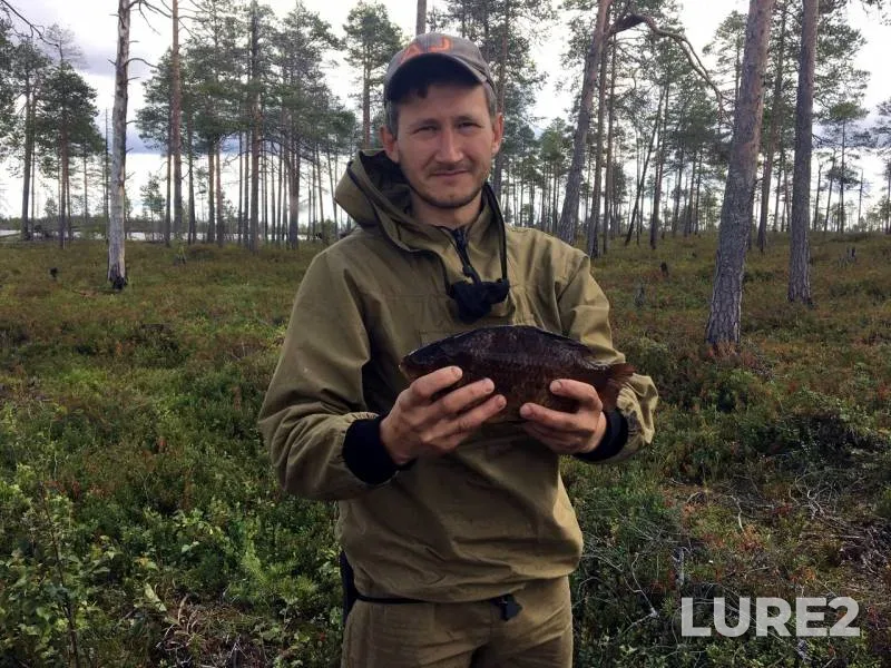 Crucian carp — Respublika Kareliya, Kemskiy rayon, Aug 16, 2019