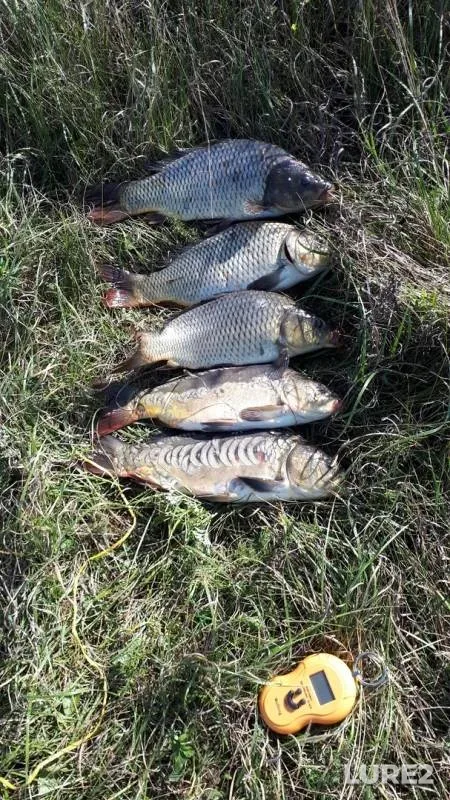 Carp — Tambovskaya oblast, Tambovskiy munitsipalnyy okrug, Aug 20, 2019