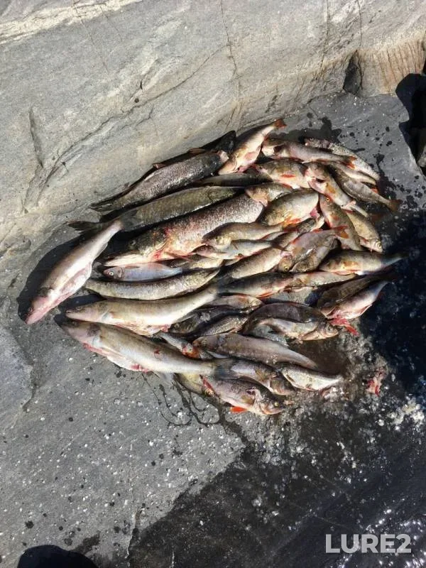 Perch, Pike — Respublika Kareliya, Sortavalskiy rayon, Aug 22, 2019