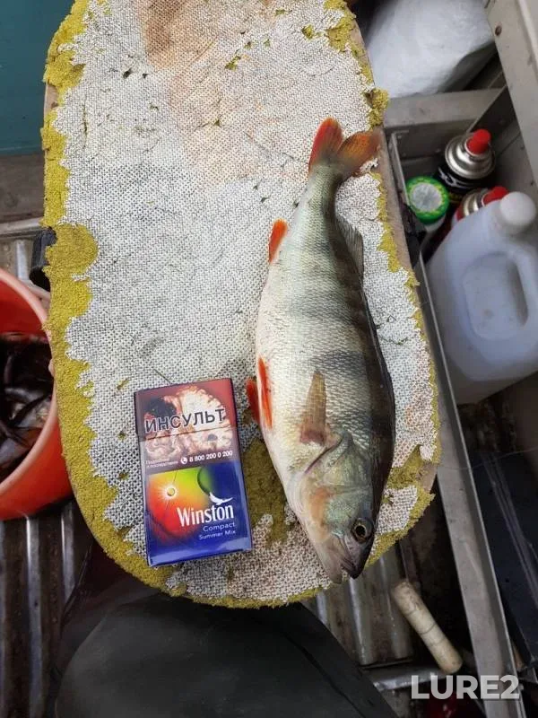 Perch — Pivgozero, Oct 06, 2019