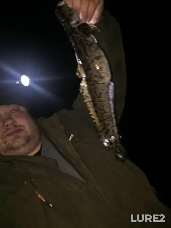 Burbot — Svir, Nov 23, 2019