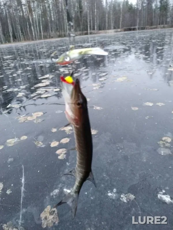 Pike — Koveryarvi, Nov 25, 2019