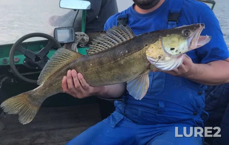 Zander — Volga, Jul 09, 2019