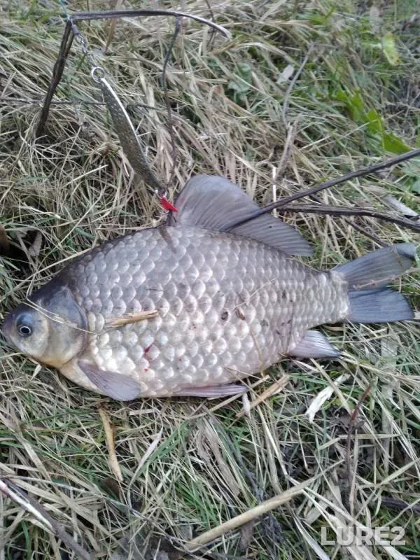 Crucian carp — Khokhol, Nov 01, 2019