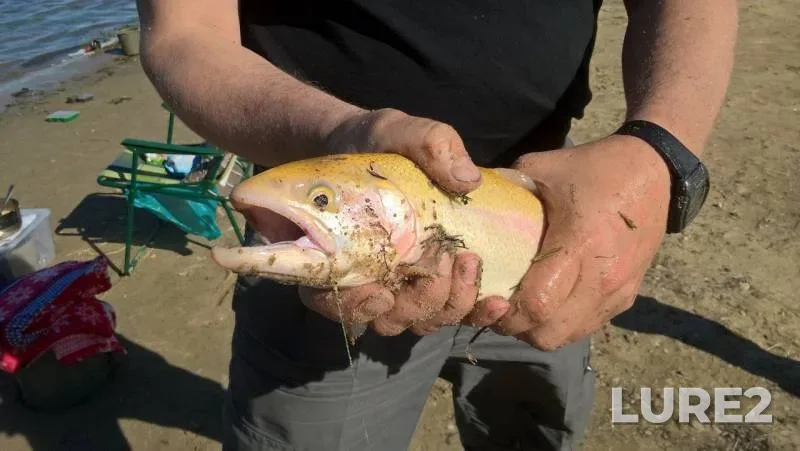 Rainbow trout — Irtysh, Jun 21, 2019