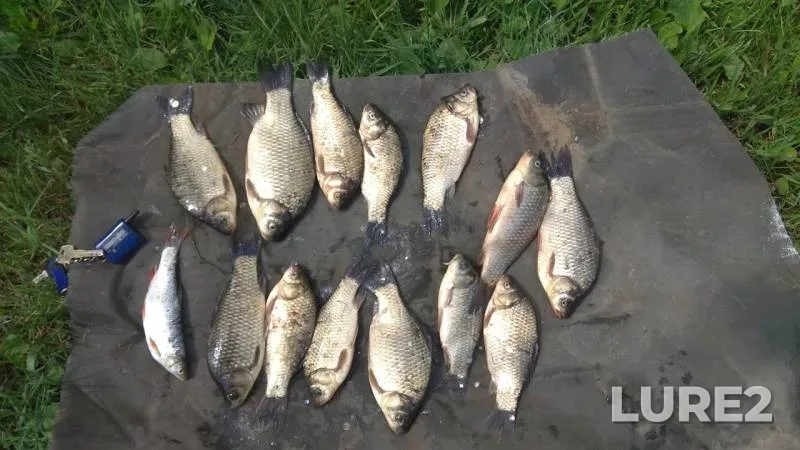 Crucian carp — Irtysh, Jun 22, 2019