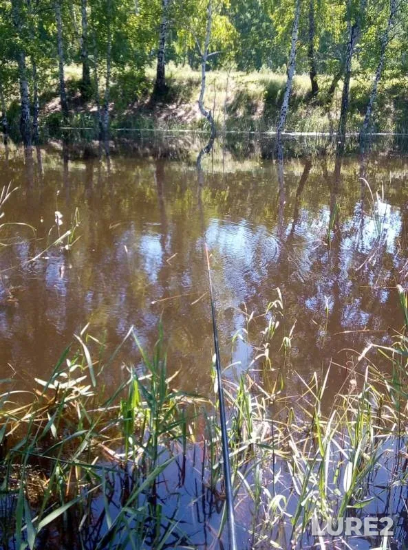 Crucian carp — Omskaya oblast, Tyukalinskiy rayon, Jun 23, 2019