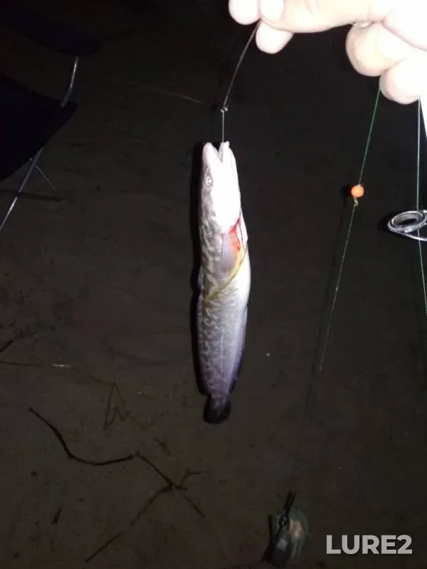 Burbot — Irtysh, Jun 24, 2019