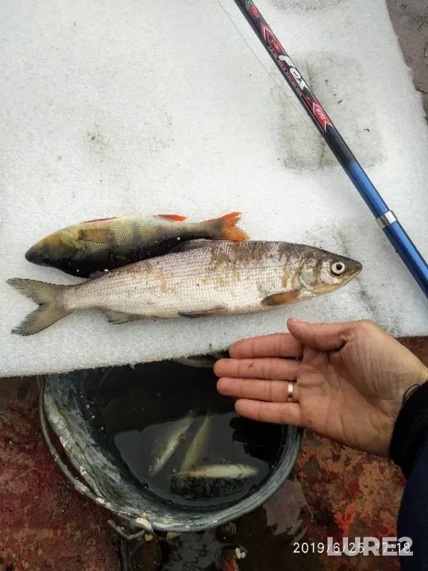 Perch — Pur, Jun 26, 2019