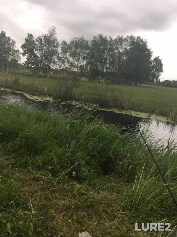 Crucian carp — Omskaya oblast, Sargatskiy rayon, Jun 27, 2019