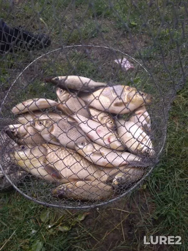 Crucian carp — Omskaya oblast, Tyukalinskiy rayon, Jun 29, 2019