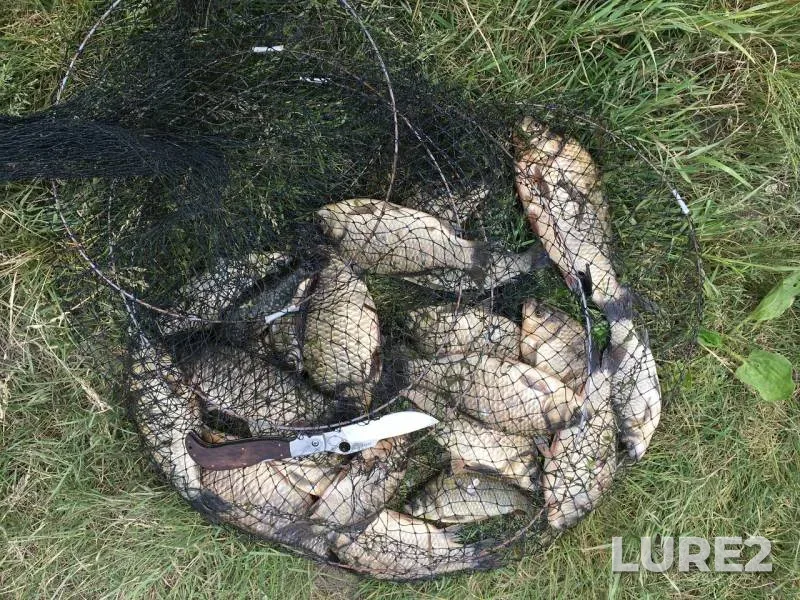 Crucian carp — Omskaya oblast, Omskiy rayon, Jun 29, 2019