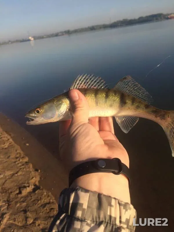 Perch, Pike — Irtysh, Jun 30, 2019