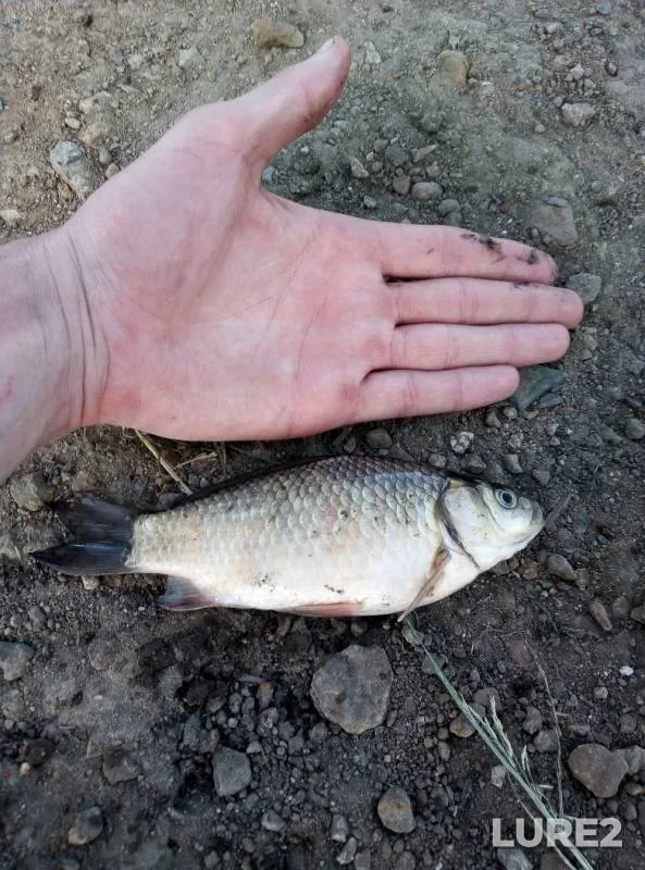 Crucian carp — Omskaya oblast, Omskiy rayon, Jul 01, 2019