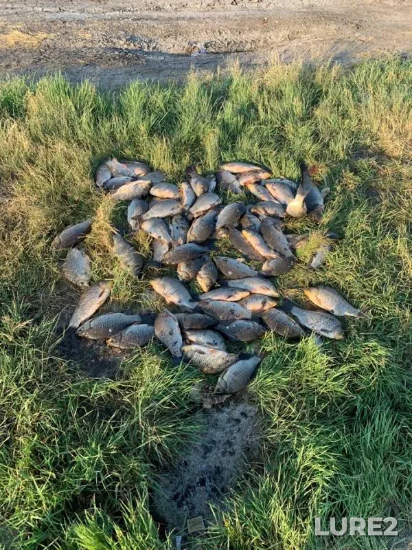 Crucian carp — Novosibirskaya oblast, Jul 03, 2019