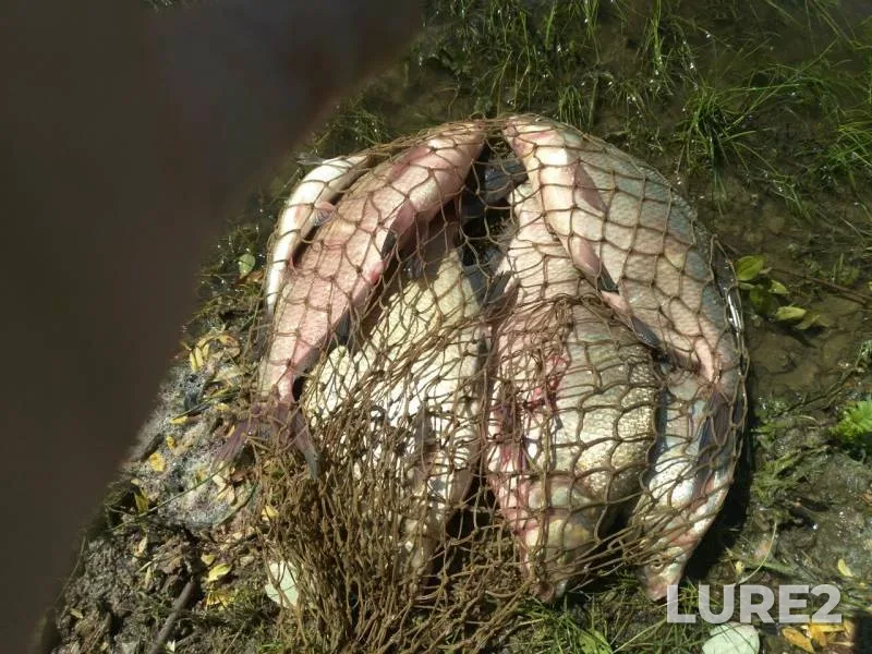 Bream — Irtysh, Jul 04, 2019