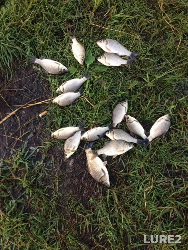 Crucian carp — Irtysh, Jul 04, 2019