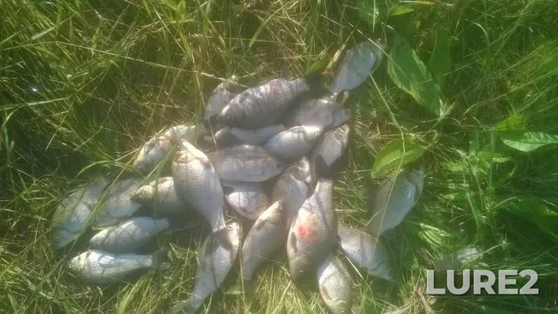Crucian carp — Omskaya oblast, Maryanovskiy rayon, Jul 05, 2019