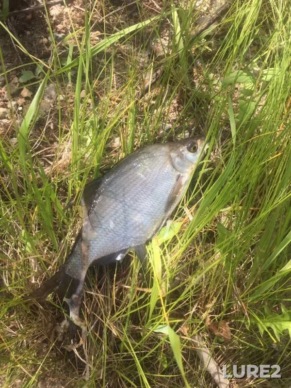 Bream, Perch — Irtysh, Jul 05, 2019