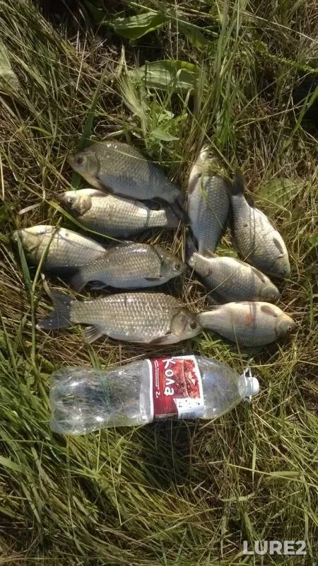 Crucian carp — Omskaya oblast, Maryanovskiy rayon, Jul 06, 2019