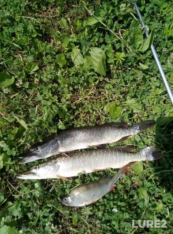 Perch, Pike — Irtysh, Jul 08, 2019