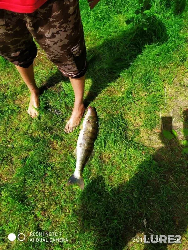 Bream, Zander — Irtysh, Jul 09, 2019