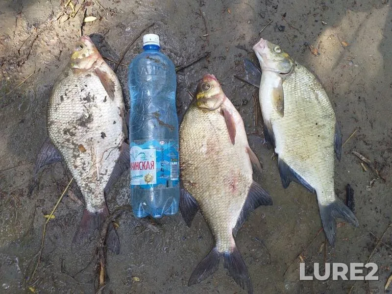 Bream — Irtysh, Jul 09, 2019