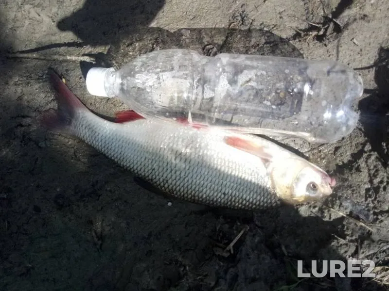 Bream, Ide — Irtysh, Jul 10, 2019