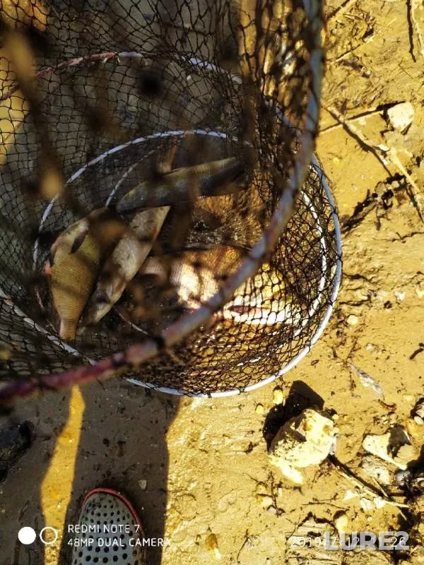 Bream, Pike — Irtysh, Jul 12, 2019