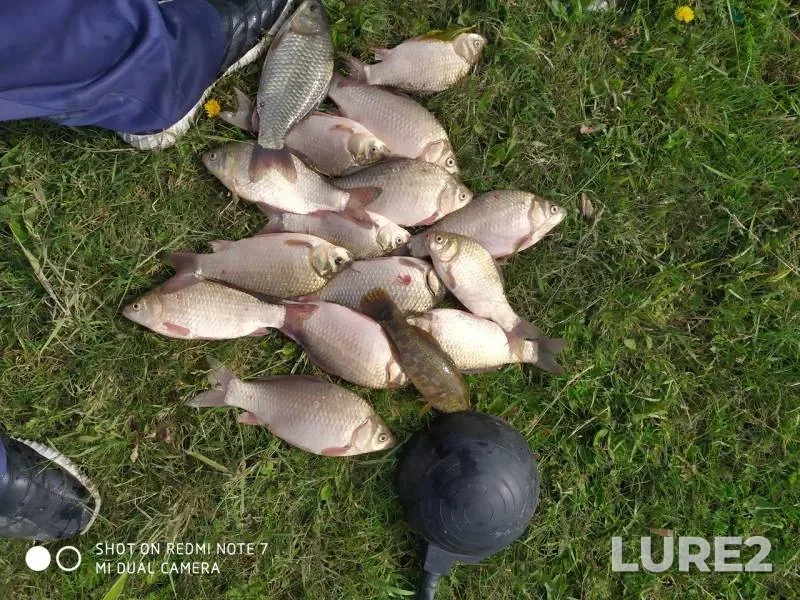 Crucian carp — Omskaya oblast, Omskiy rayon, Jul 12, 2019