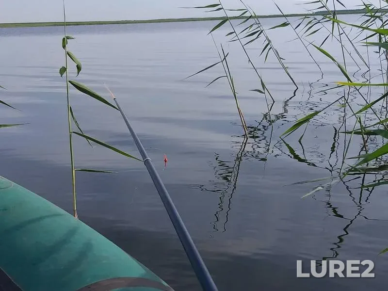Crucian carp — Omskaya oblast, Sargatskiy rayon, Jul 12, 2019