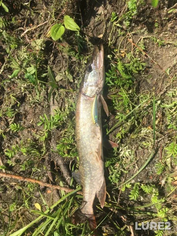 Pike, Zander — Irtysh, Jul 13, 2019