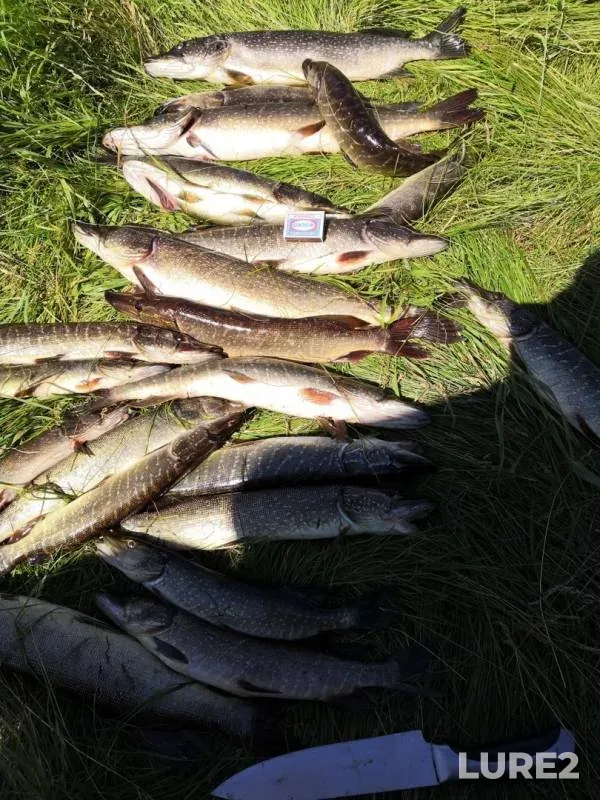 Pike — Om, Jul 14, 2019