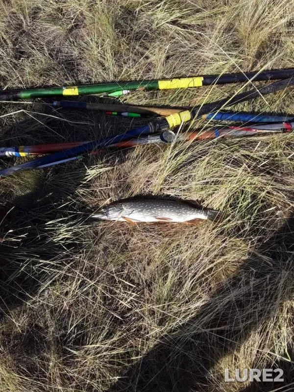 Pike — Omskaya oblast, Moskalenskiy rayon, Jul 14, 2019