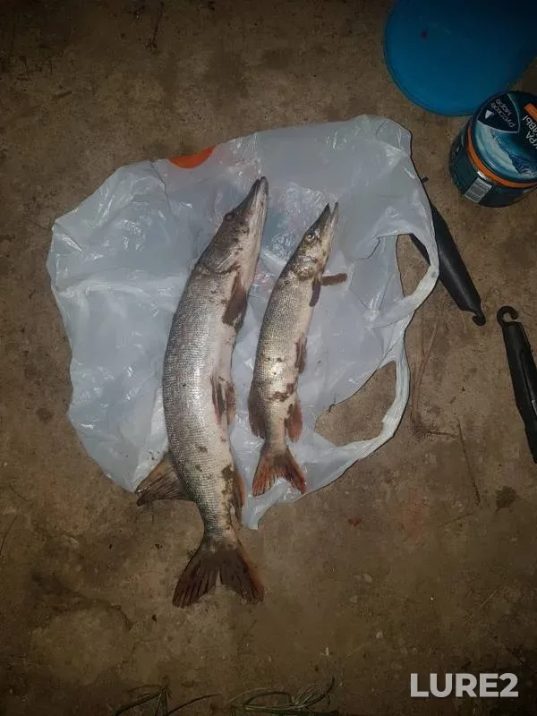 Pike — Irtysh, Jul 18, 2019
